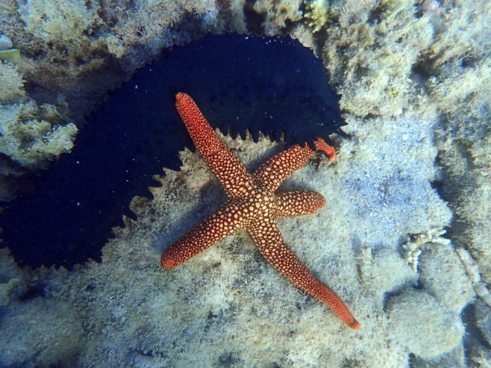 Nardoa novaecaledoniae