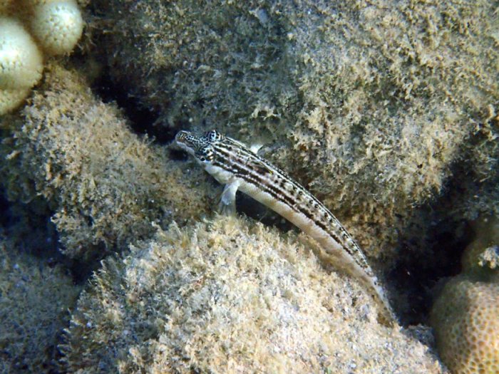 Parapercis australis