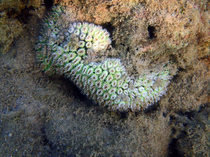 Corail dur