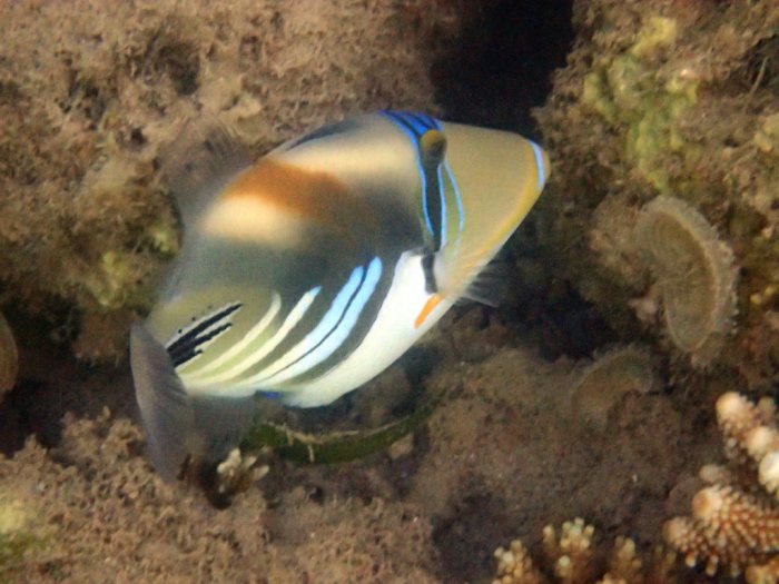 Rhinecanthus aculeatus