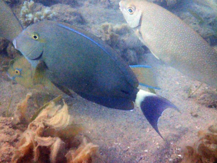 Acanthurus blochii