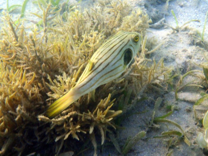 Arothron manilensis