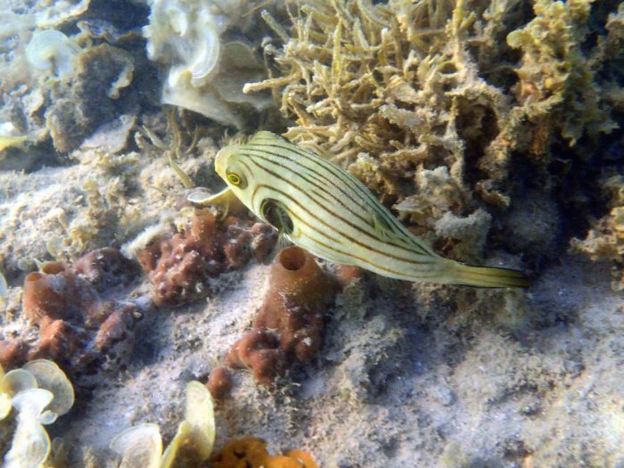 Arothron manilensis