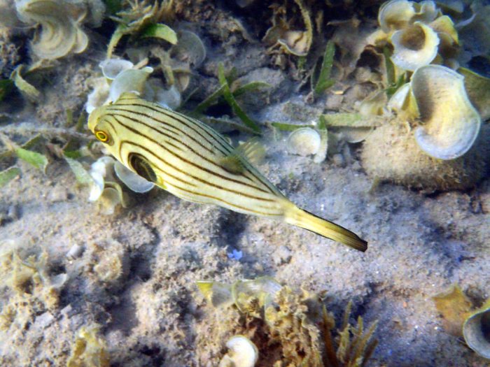Arothron manilensis