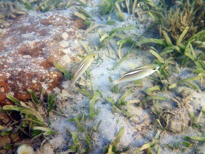 Scolopsis ciliata