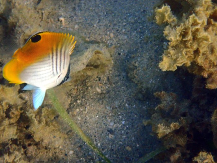 Chaetodon auriga