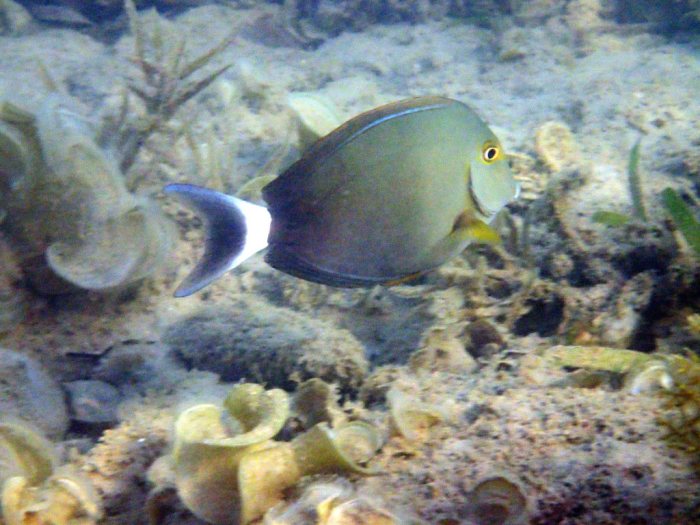 Acanthurus blochii