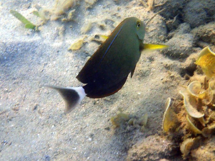 Acanthurus blochii