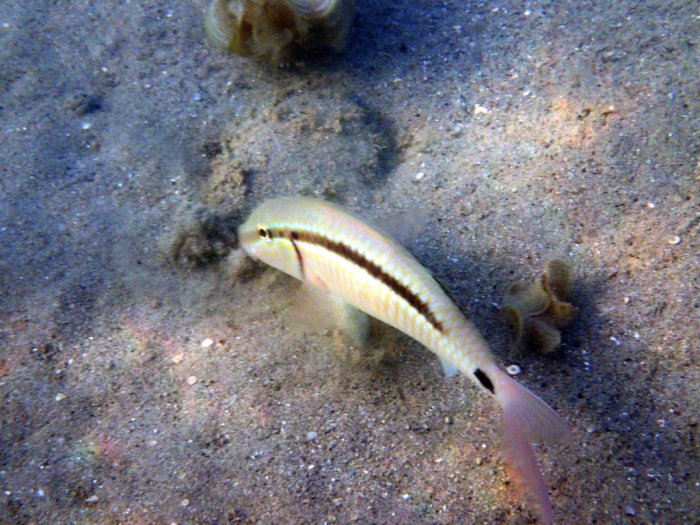 Parupeneus barberinus