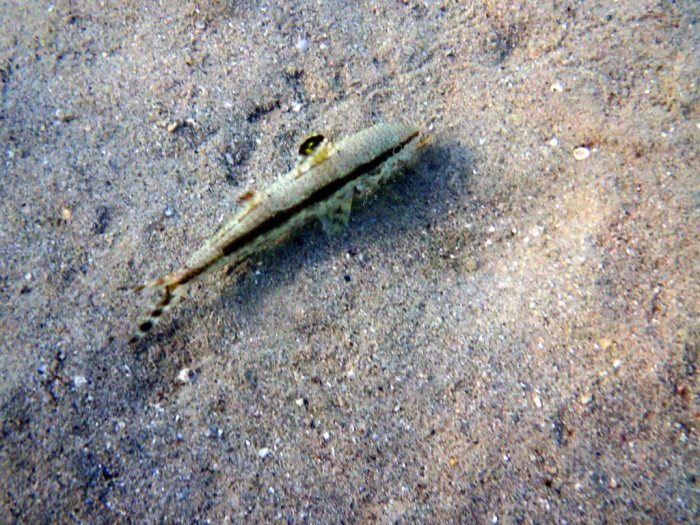 Upeneus tragula