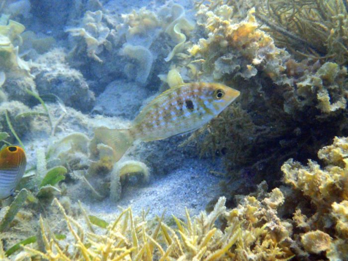 Lethrinus genivittatus