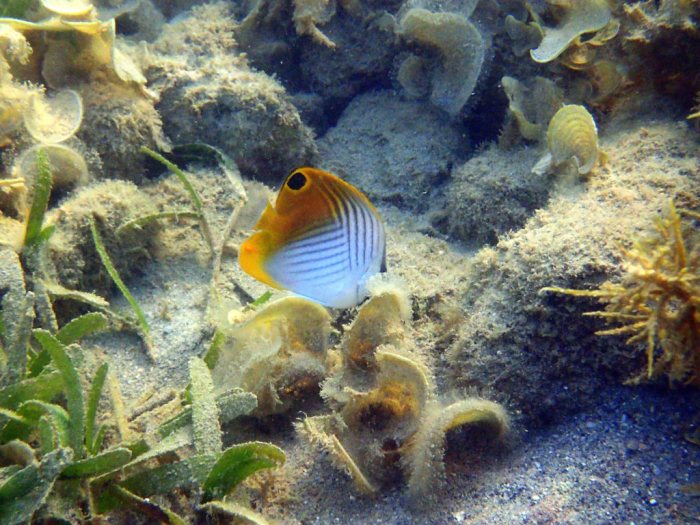 Chaetodon auriga