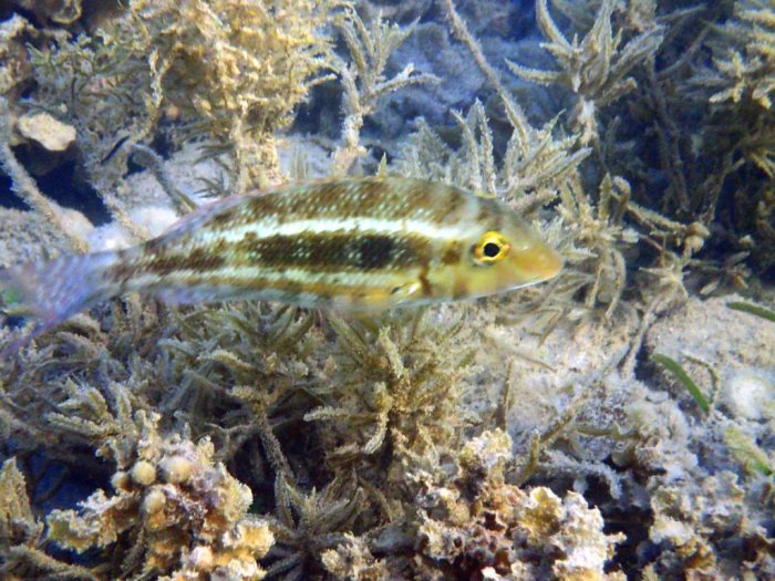 Lethrinus genivittatus