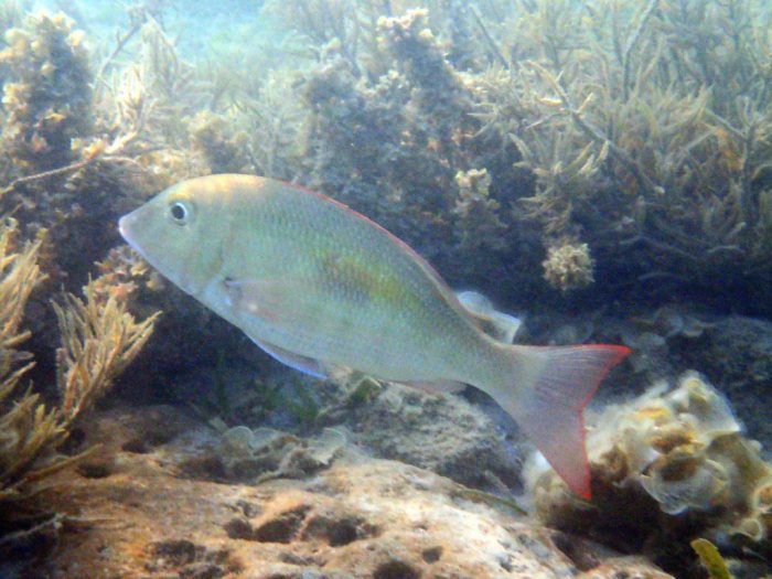 Lethrinus harak