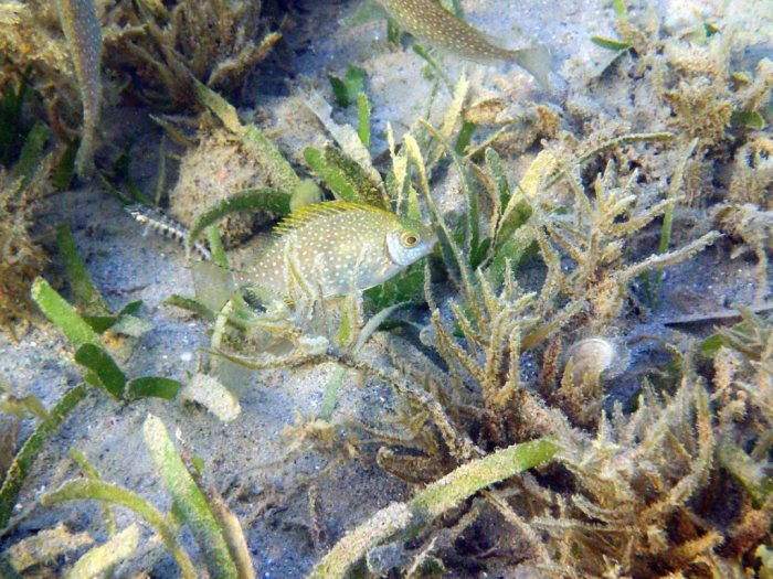 Siganus fuscescens
