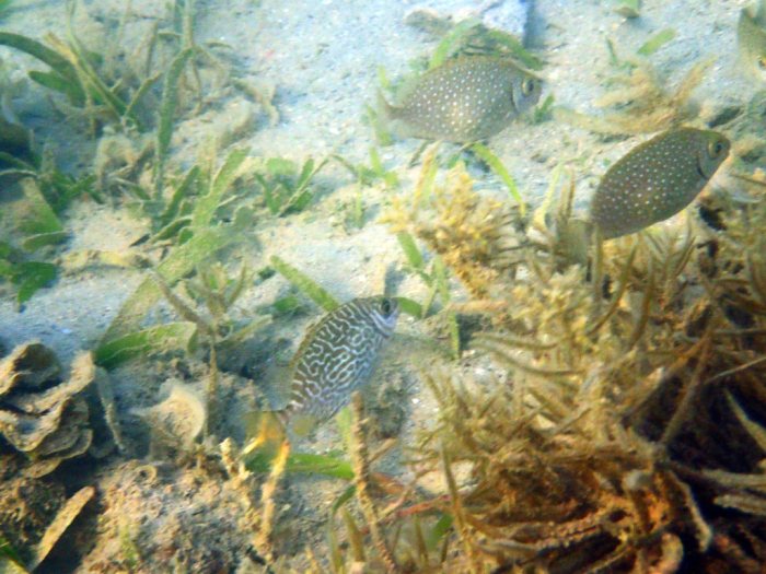 Siganus spinus