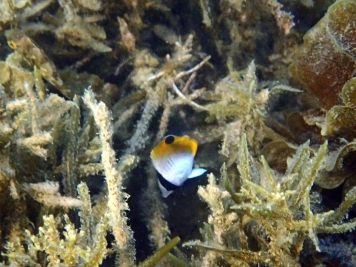 Chaetodon auriga