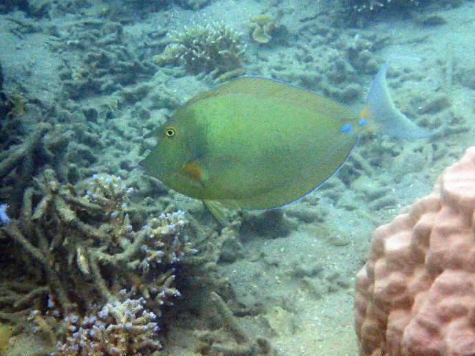 Naso unicornis