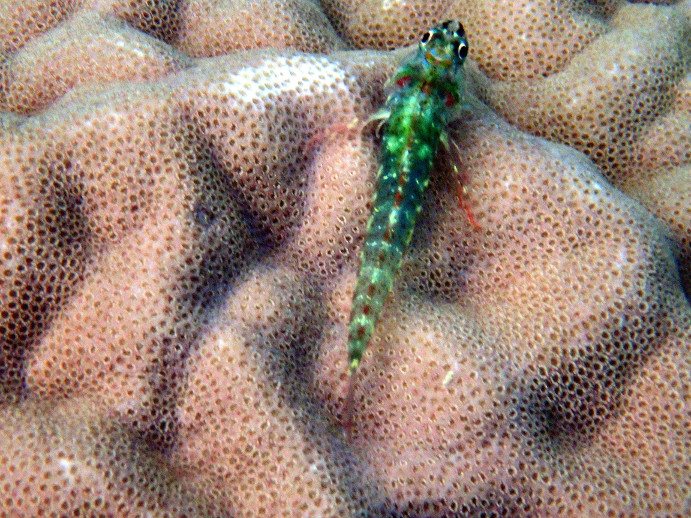 Poisson à trois nageoires