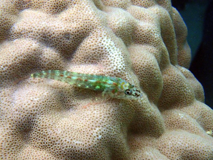 Poisson à trois nageoires