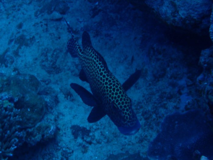 Plectorhinchus chaetodonides