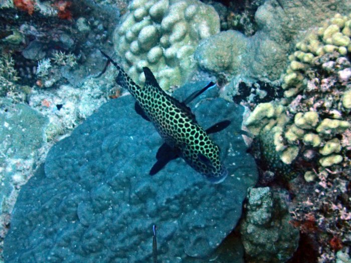 Plectorhinchus chaetodonides