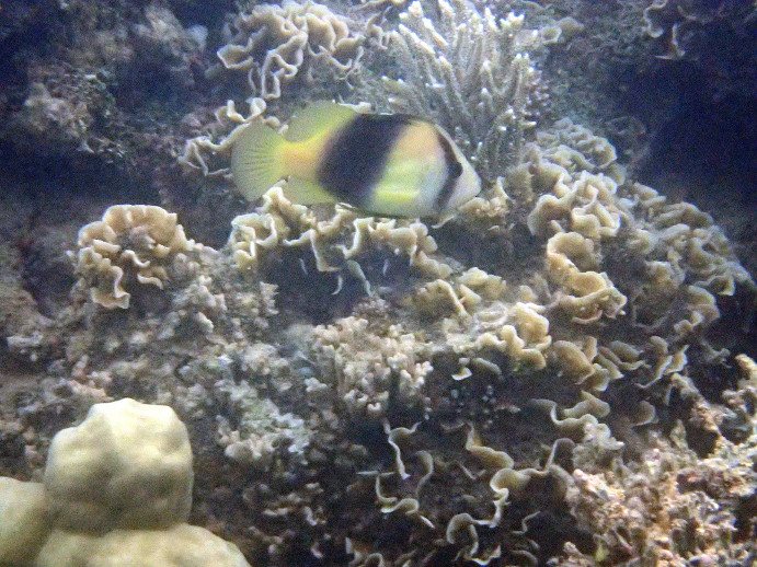 Diploprion bifasciatum