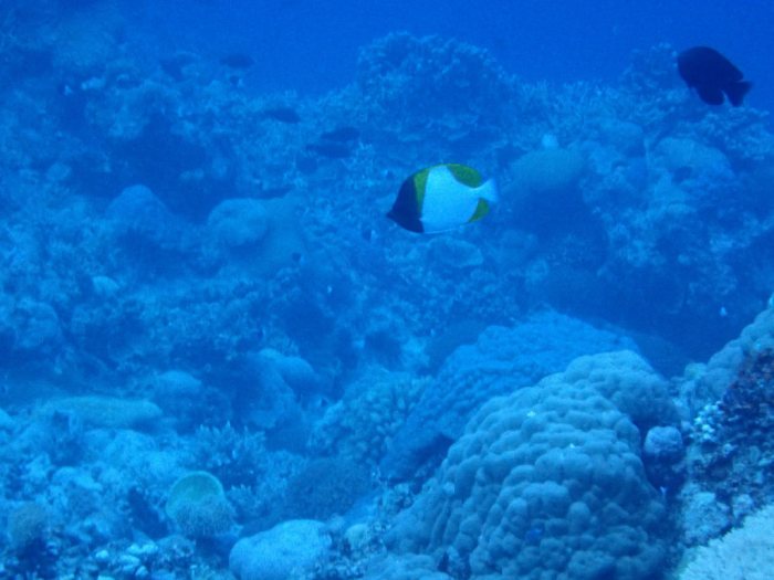 Hemitaurichthys polylepis