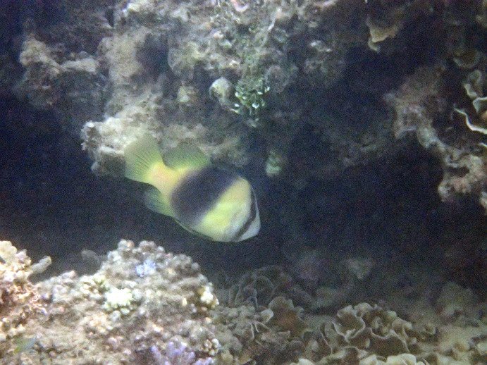 Diploprion bifasciatum