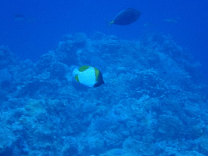 Hemitaurichthys polylepis