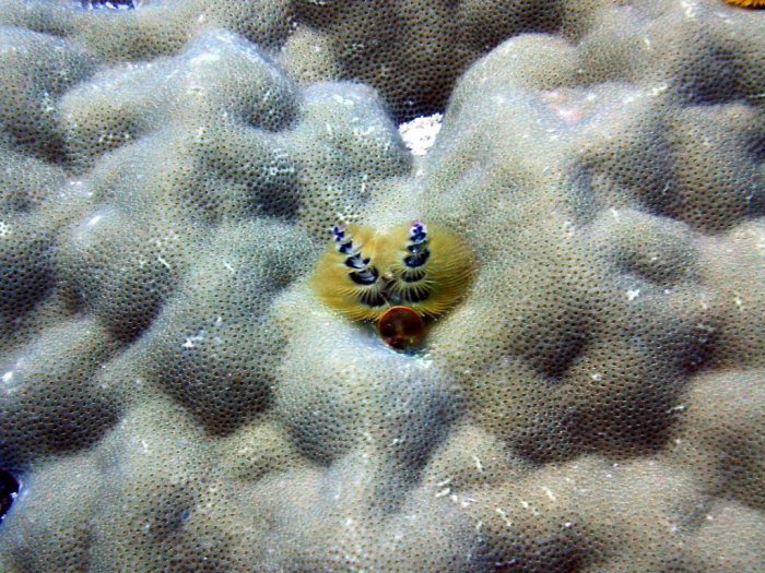Spirobranchus corniculatus