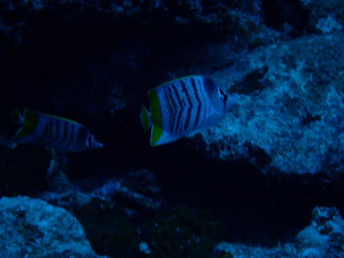Chaetodon mertensii
