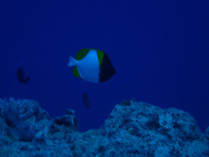 Hemitaurichthys polylepis