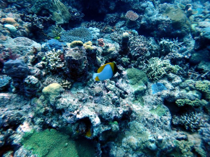 Hemitaurichthys polylepis
