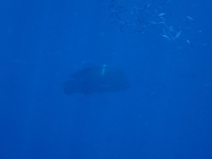 Cheilinus undulatus