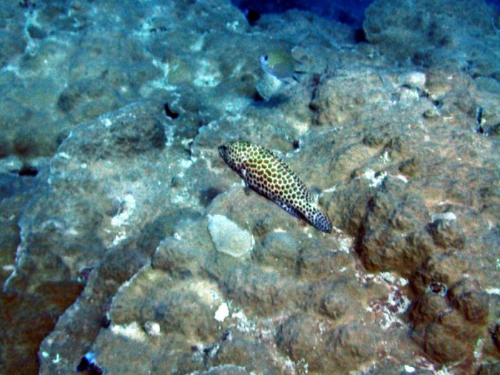 Epinephelus merra