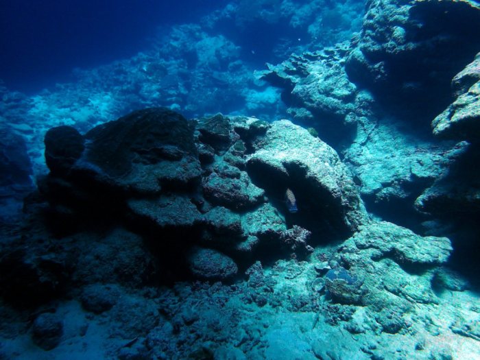 Plectorhinchus chaetodonides