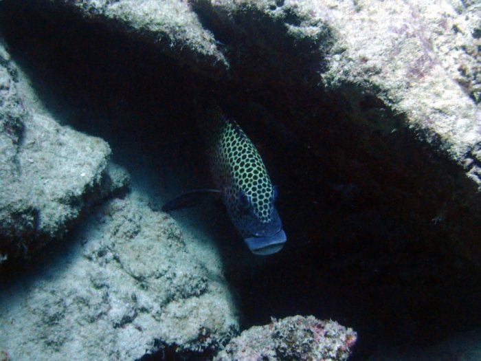 Plectorhinchus chaetodonides