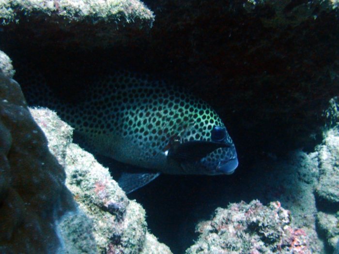Plectorhinchus chaetodonides