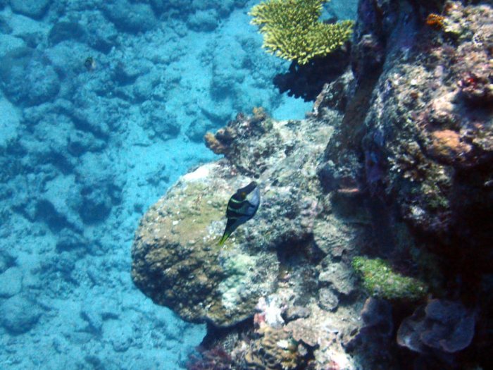Canthigaster valentini