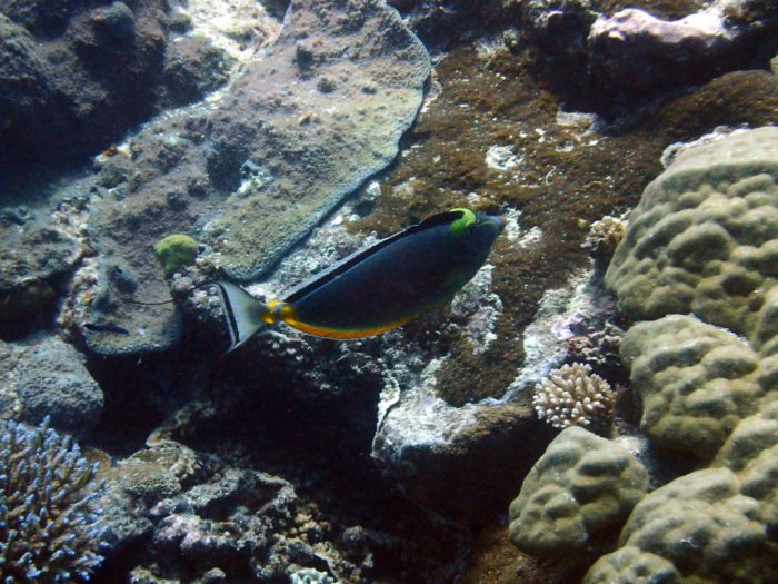 Naso lituratus