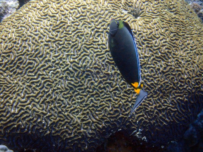 Naso lituratus