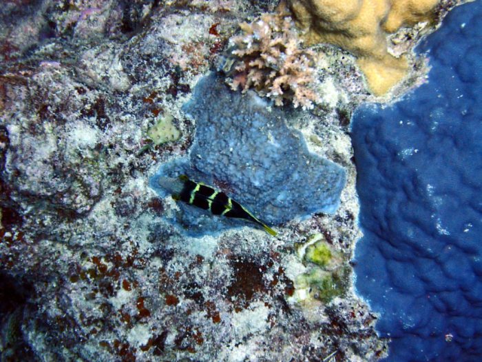 Canthigaster valentini