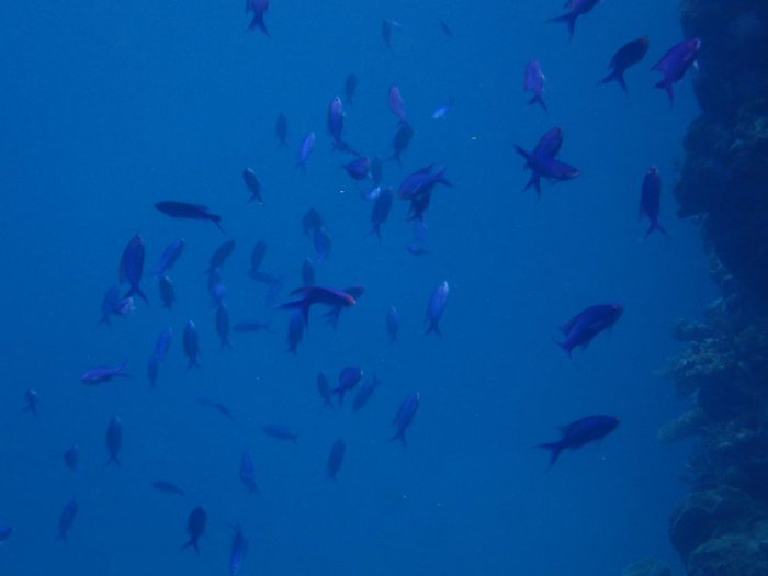 Pseudanthias pascalus