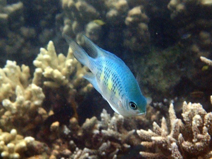 Amblyglyphidodon curacao