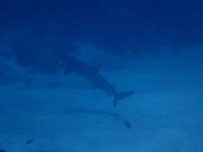 Requin à pointe blanche du lagon