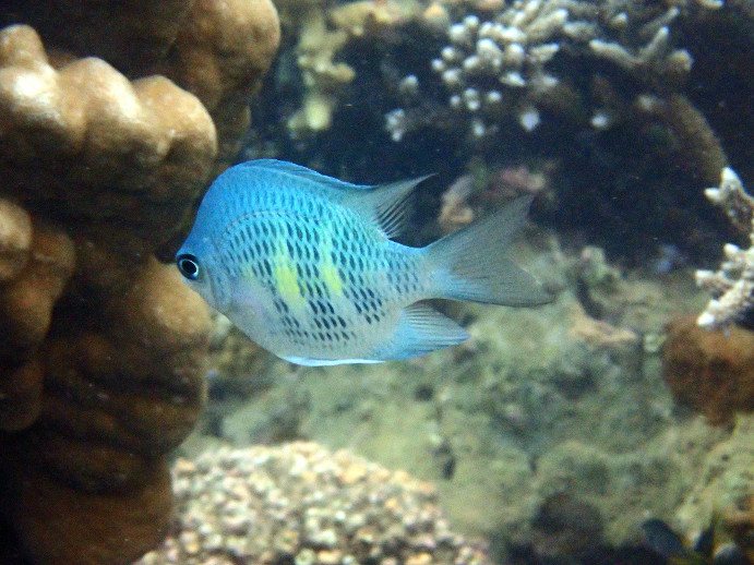 Amblyglyphidodon curacao