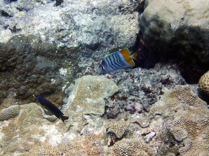 Chaetodon mertensii