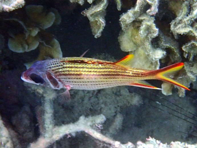 Neoniphon sammara