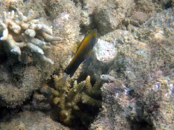 Pomacentrus chrysurus